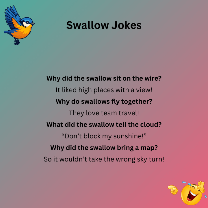 Funny Swallow Jokes